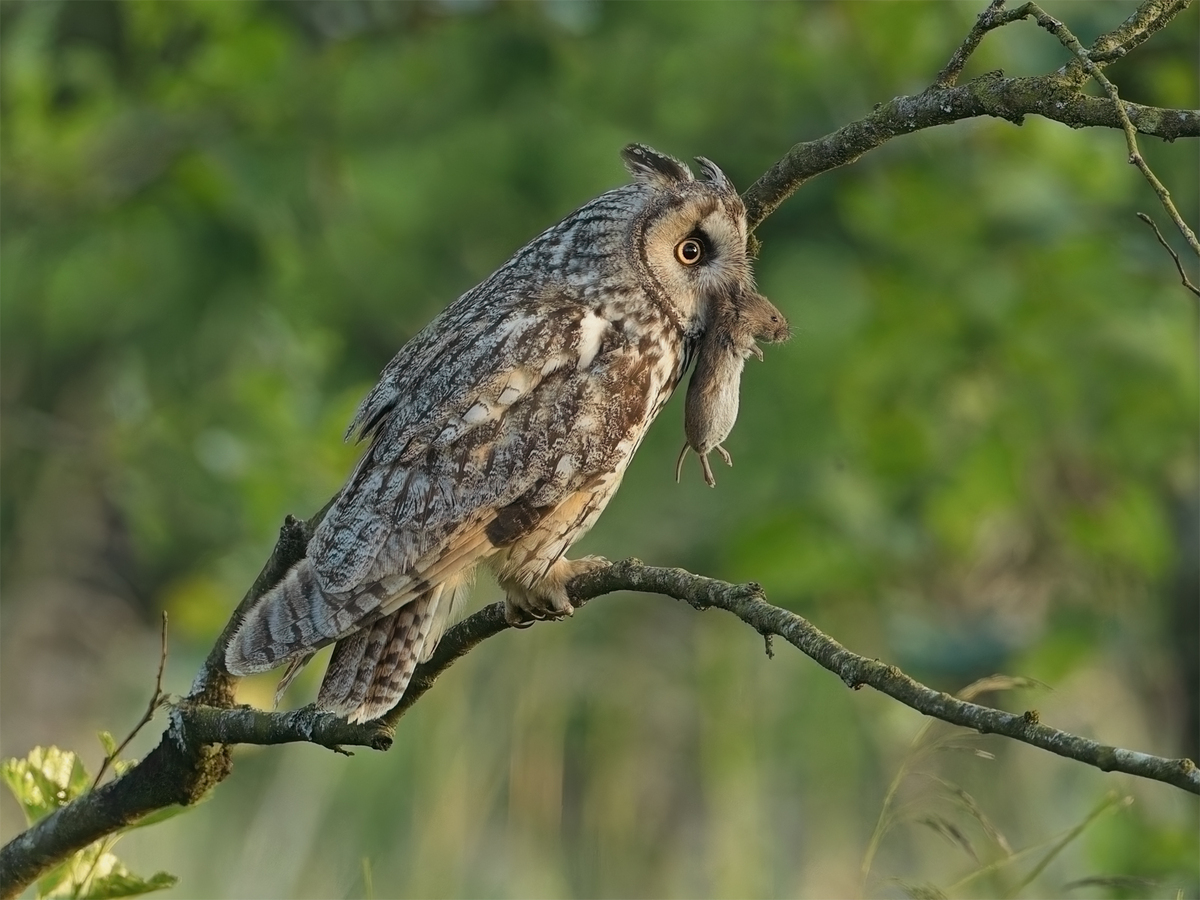 Long Eared Owl - John Hughes - Highly Commended